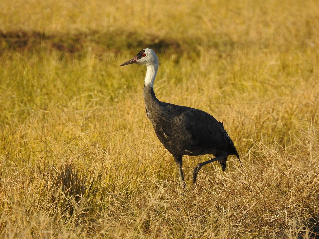 An adult Hooded Crane © Mark Brazil